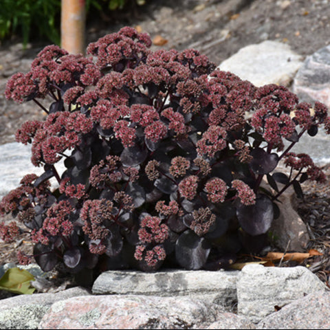 'Night Embers' Autumn Stonecrop