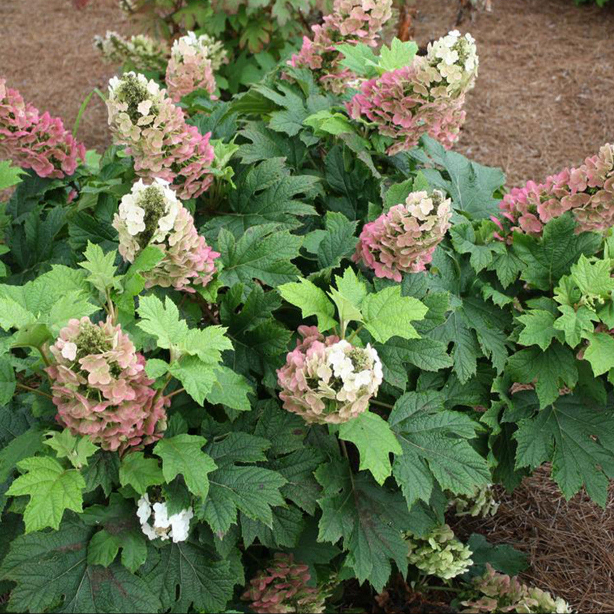 Bush with pink and white flowers and green leaves on a brown mulched ground.
