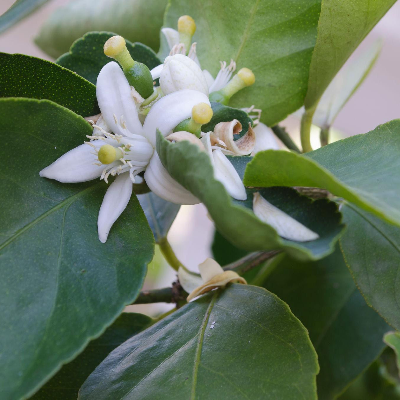 CITRUS Key Lime Tree (Mexican Lime)