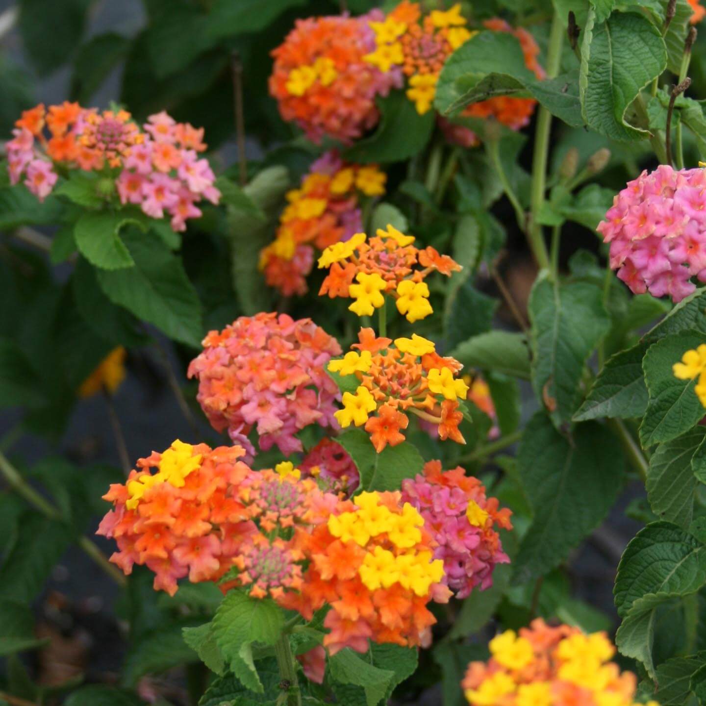 Colorful flowers with orange, pink, and yellow hues on a green leafy background.