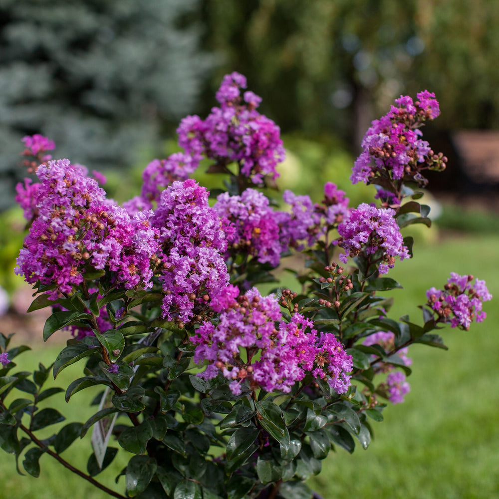 Bouquet of purple flowers with green leaves on a blurred natural background