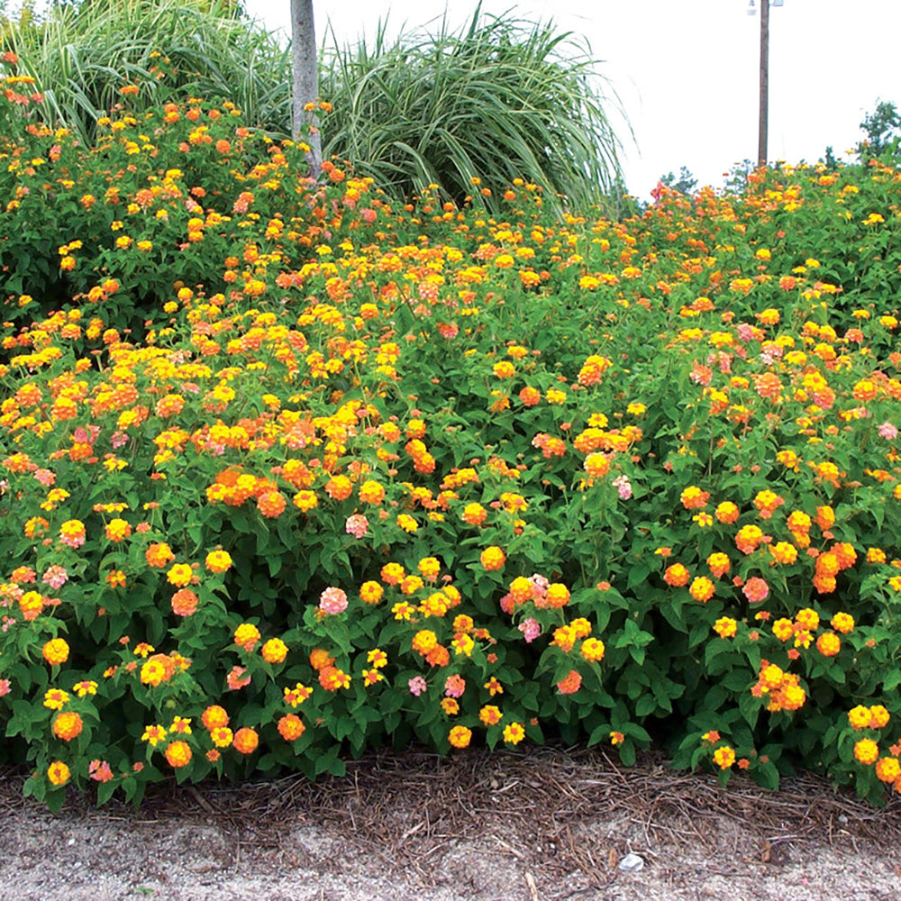 Lantana 'Miss Huff'