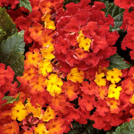 Lantana Luscious® Royale Red Zone™