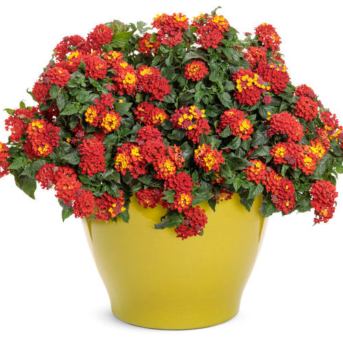 Lantana Luscious® Royale Red Zone™