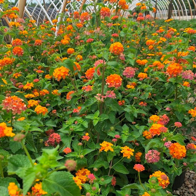 Colorful flower bed with orange, pink, and yellow flowers in a garden setting.