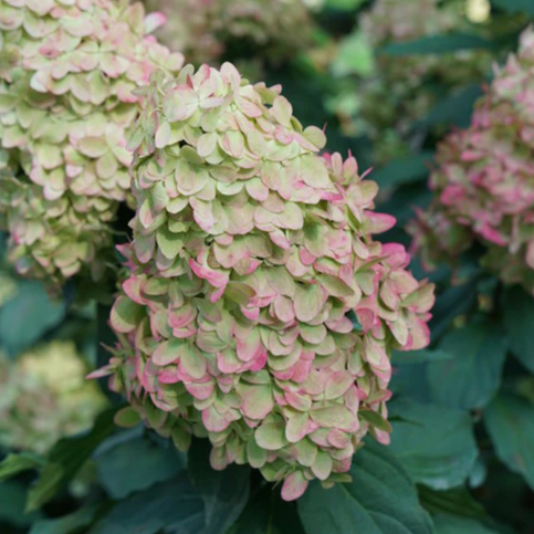 Panicle Hydrangea Limelight Prime®