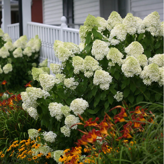 White hydrangea bush in a garden with colorful flowers and a house in the background