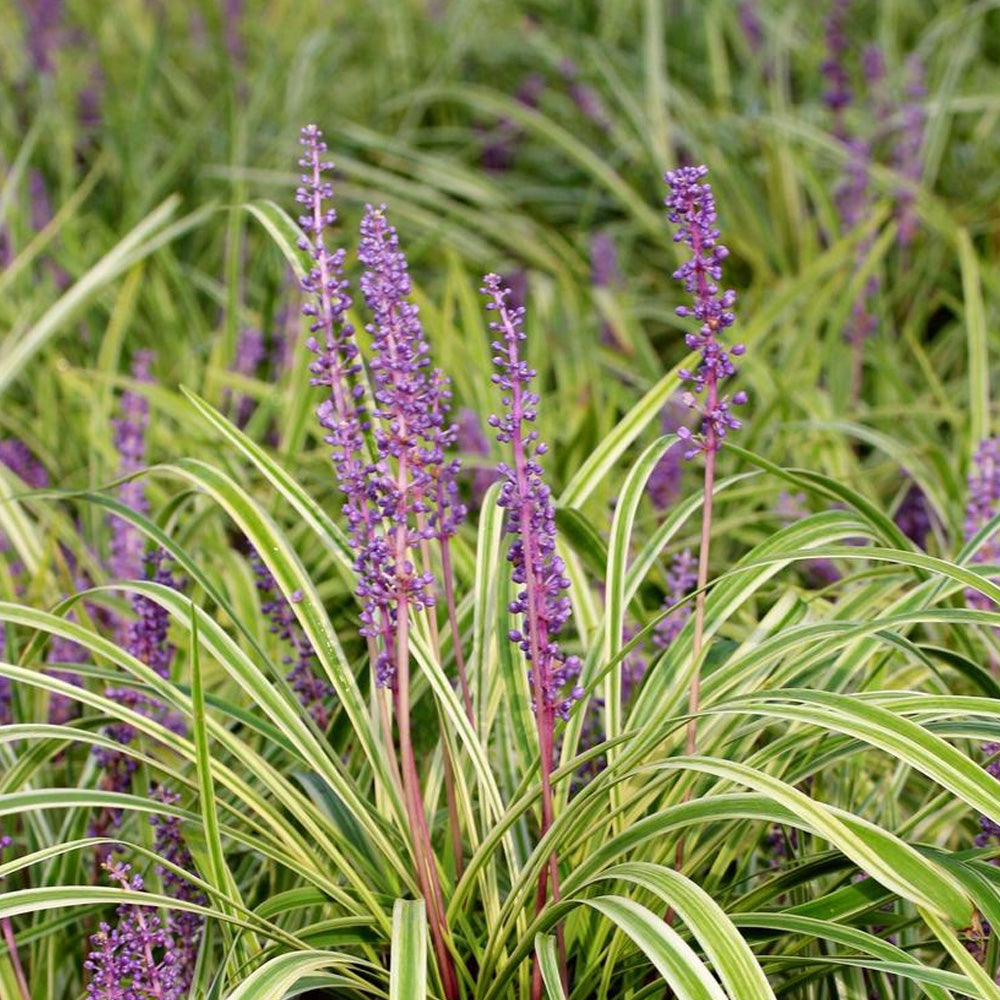 Variegated Monkey Grass