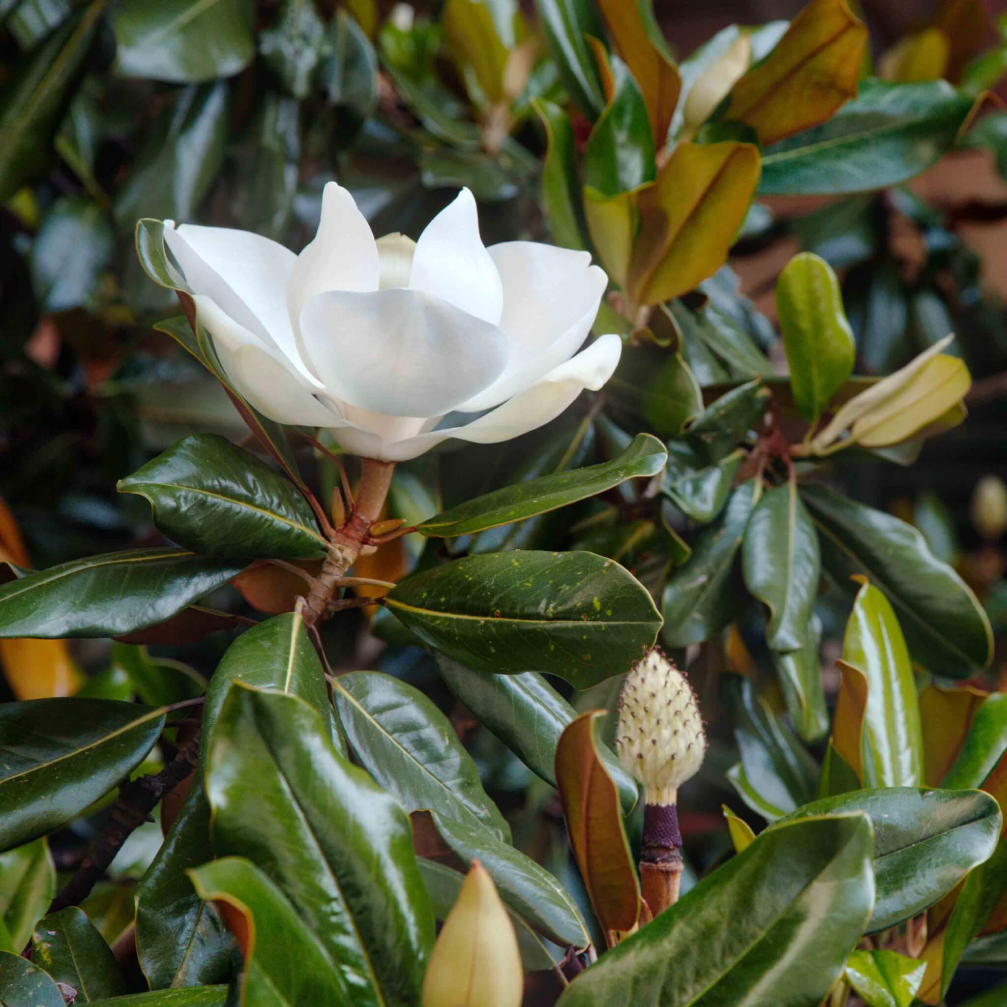 White flower among green leaves