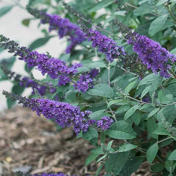 Purple flowering plant with green leaves on a garden bed.