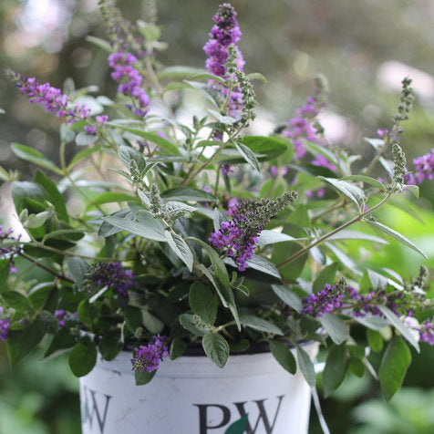 Potted plant with purple flowers and green leaves in a white container labeled 'PW'.