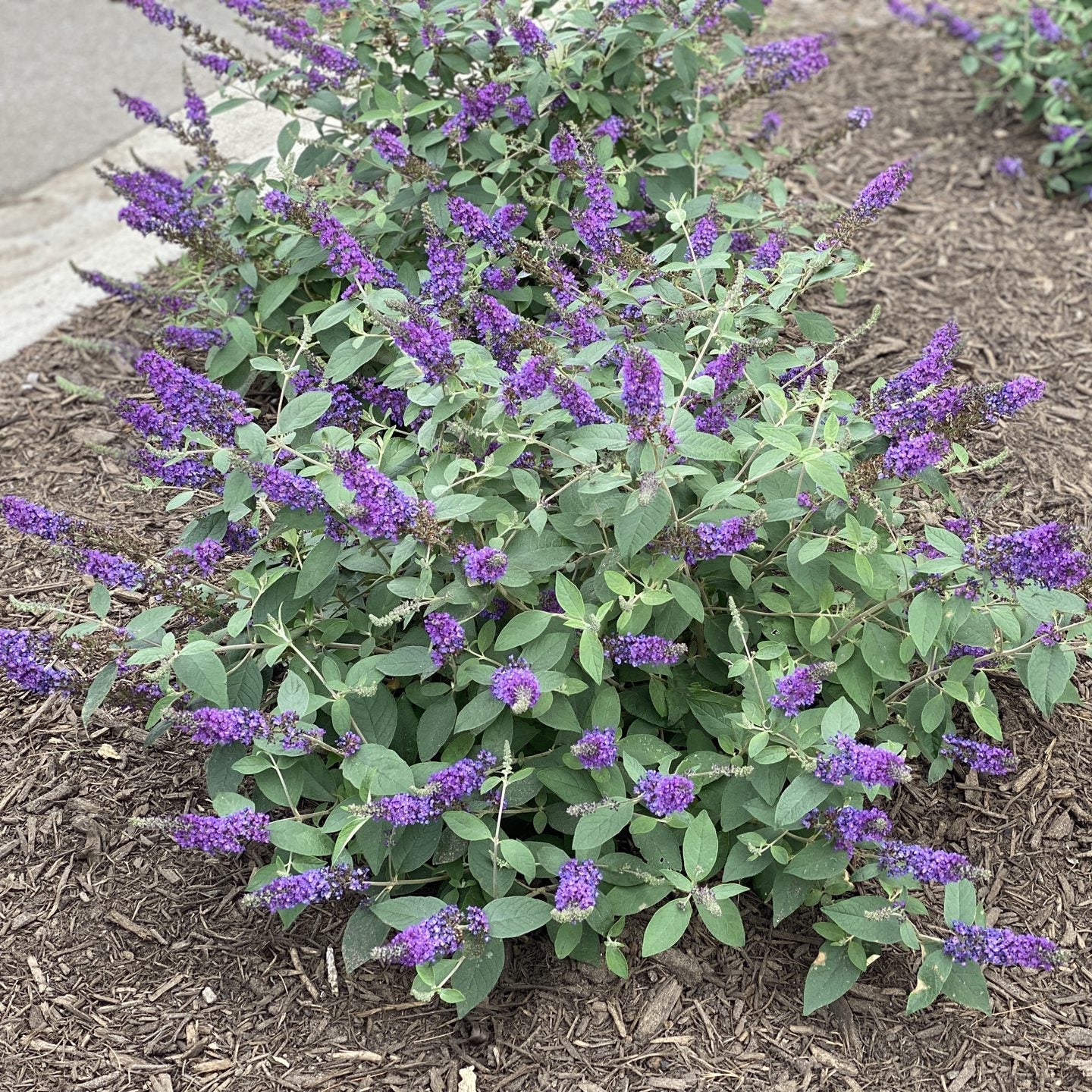 Bush with purple flowers and green leaves on a mulched ground