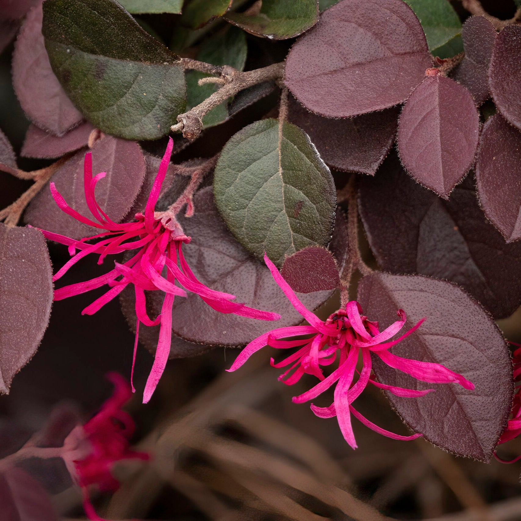 Pink flowers with green leaves on a dark background
