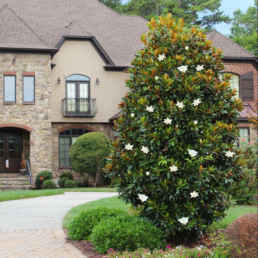 Large flowering tree in front of a house with a stone facade and brown roof.