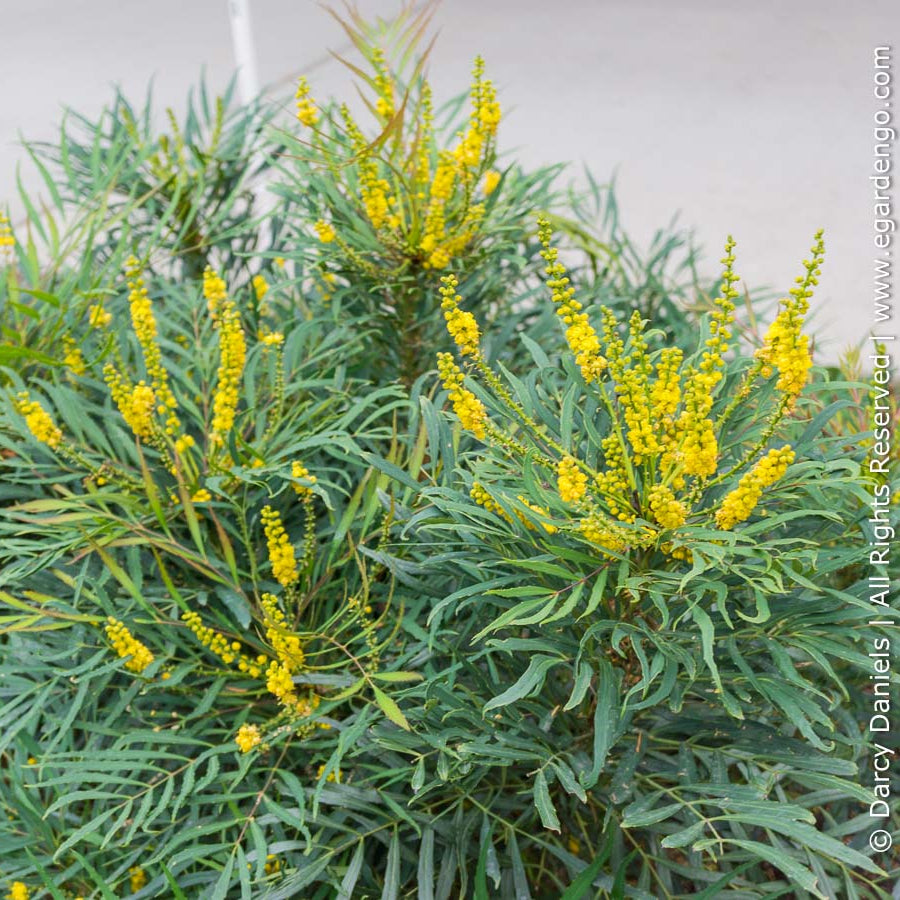 Green plant with yellow flowers against a neutral background