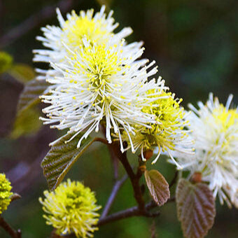 'Mount Airy' Fothergilla