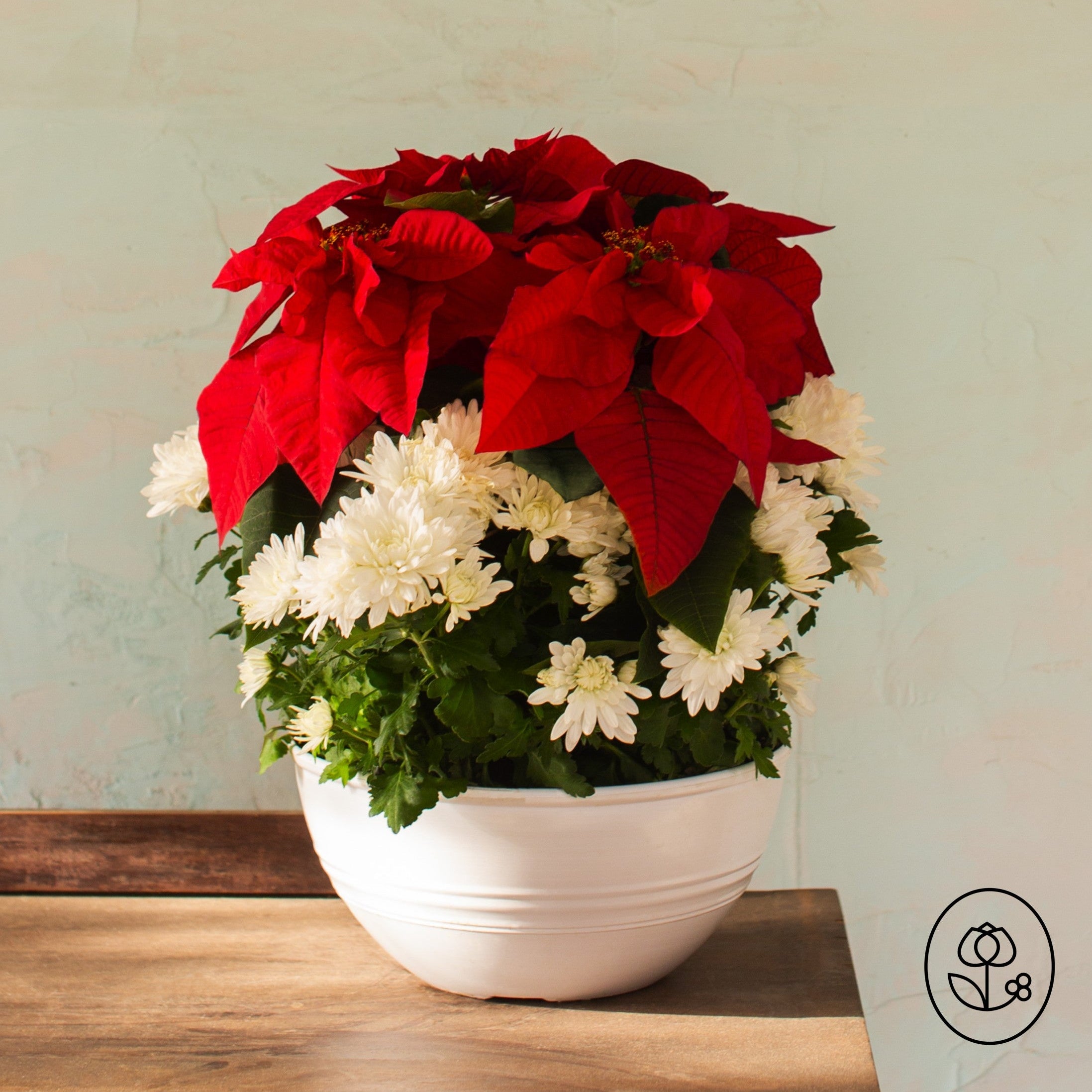Potted plant with red poinsettias and white flowers on a wooden surface with a light green wall background.