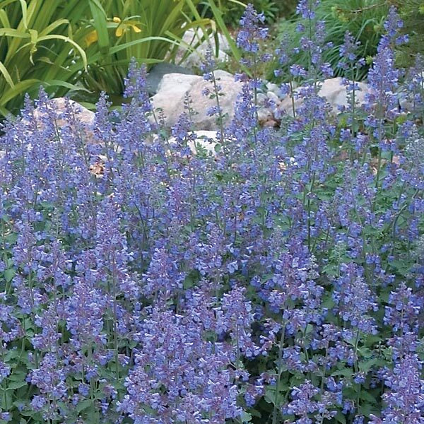 Walker's Low Catmint