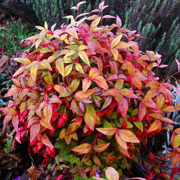 Nandina 'Fire Power'