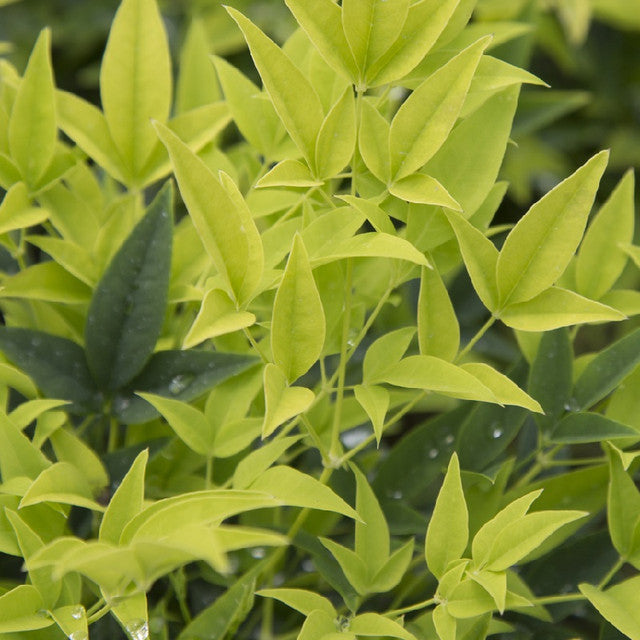 ‘Lemon Lime’ Nandina