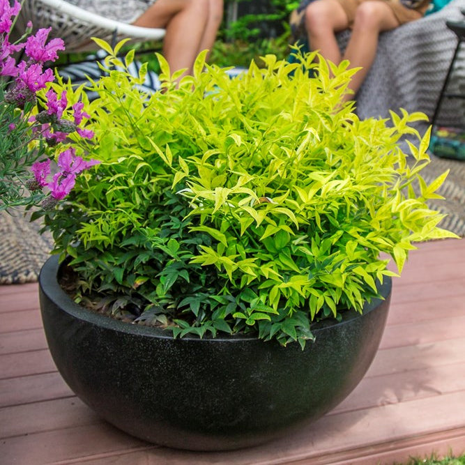 ‘Lemon Lime’ Nandina