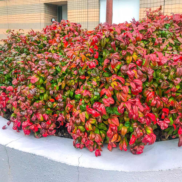 Nandina 'Fire Power'