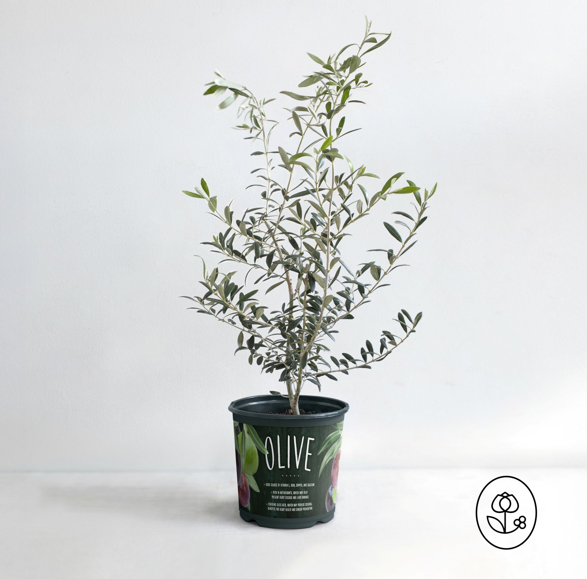 OLIVE Plant 1 Gallon