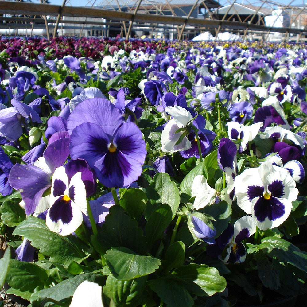 Pansies