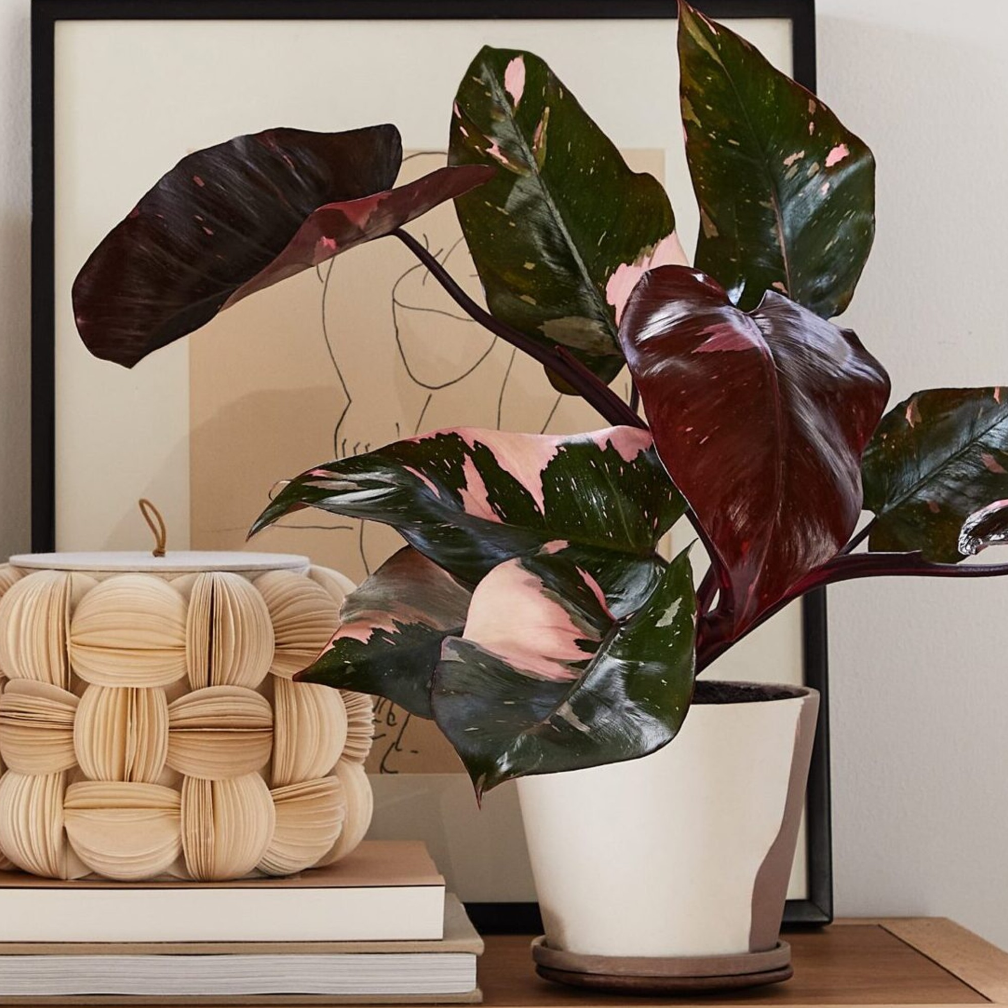 Philodendron Marble Princess
