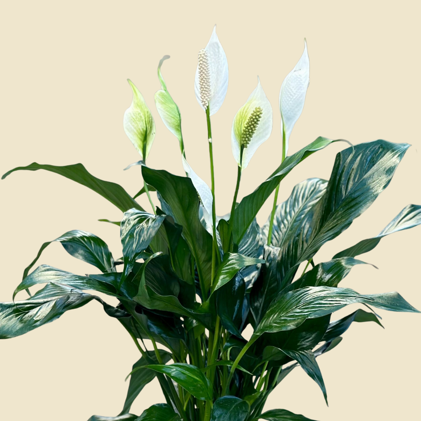 Spathiphyllum 6"