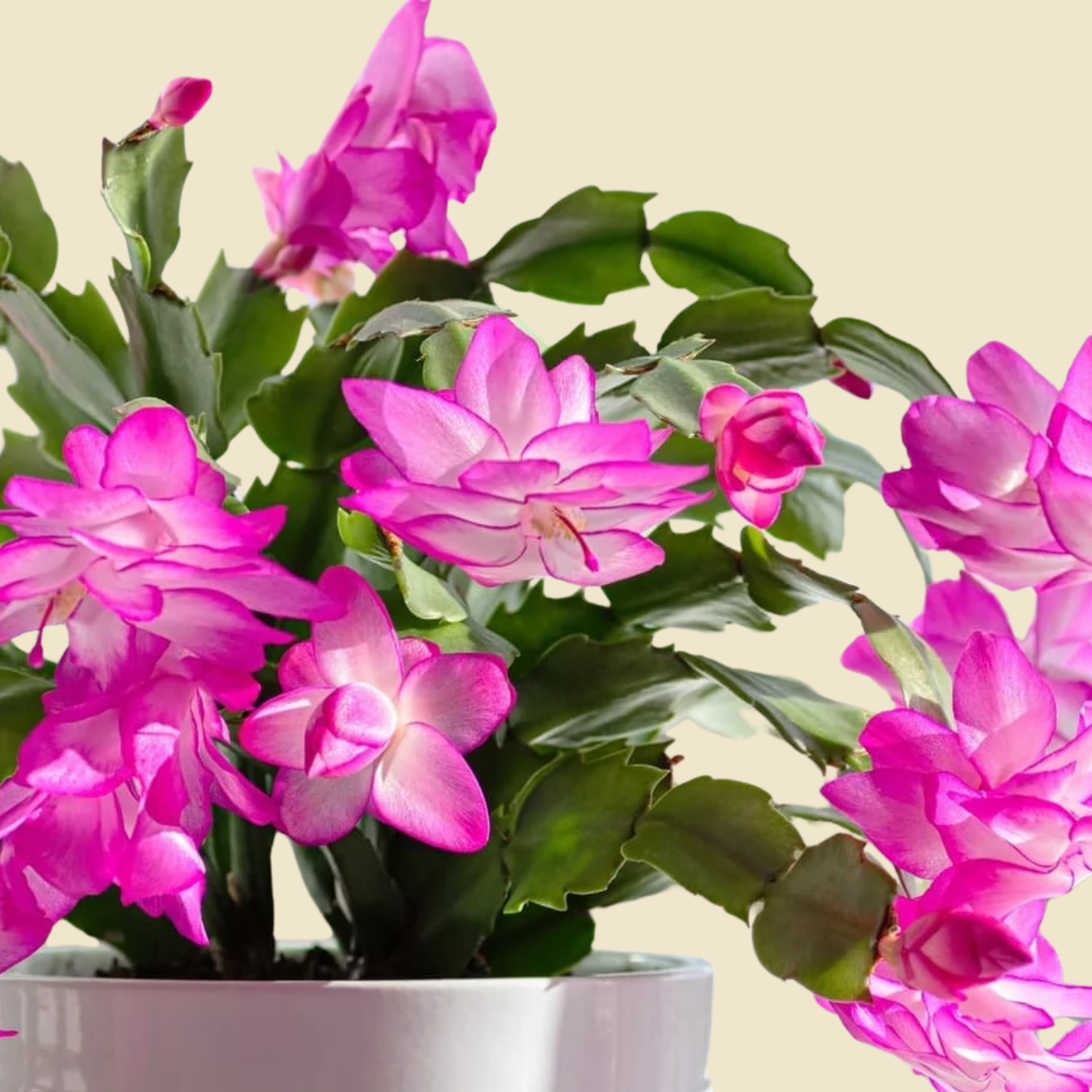 Christmas Cactus