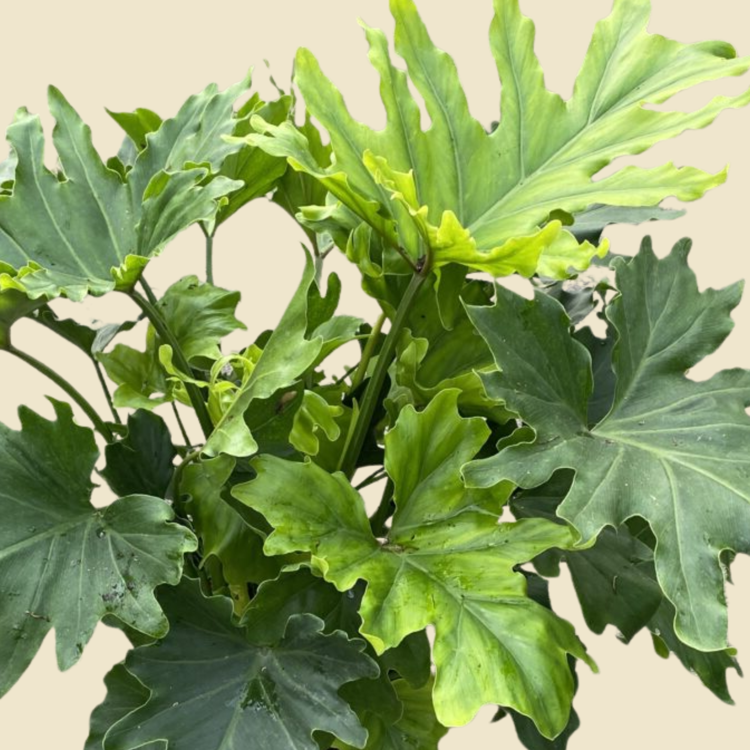 Philodendron Hope 6"