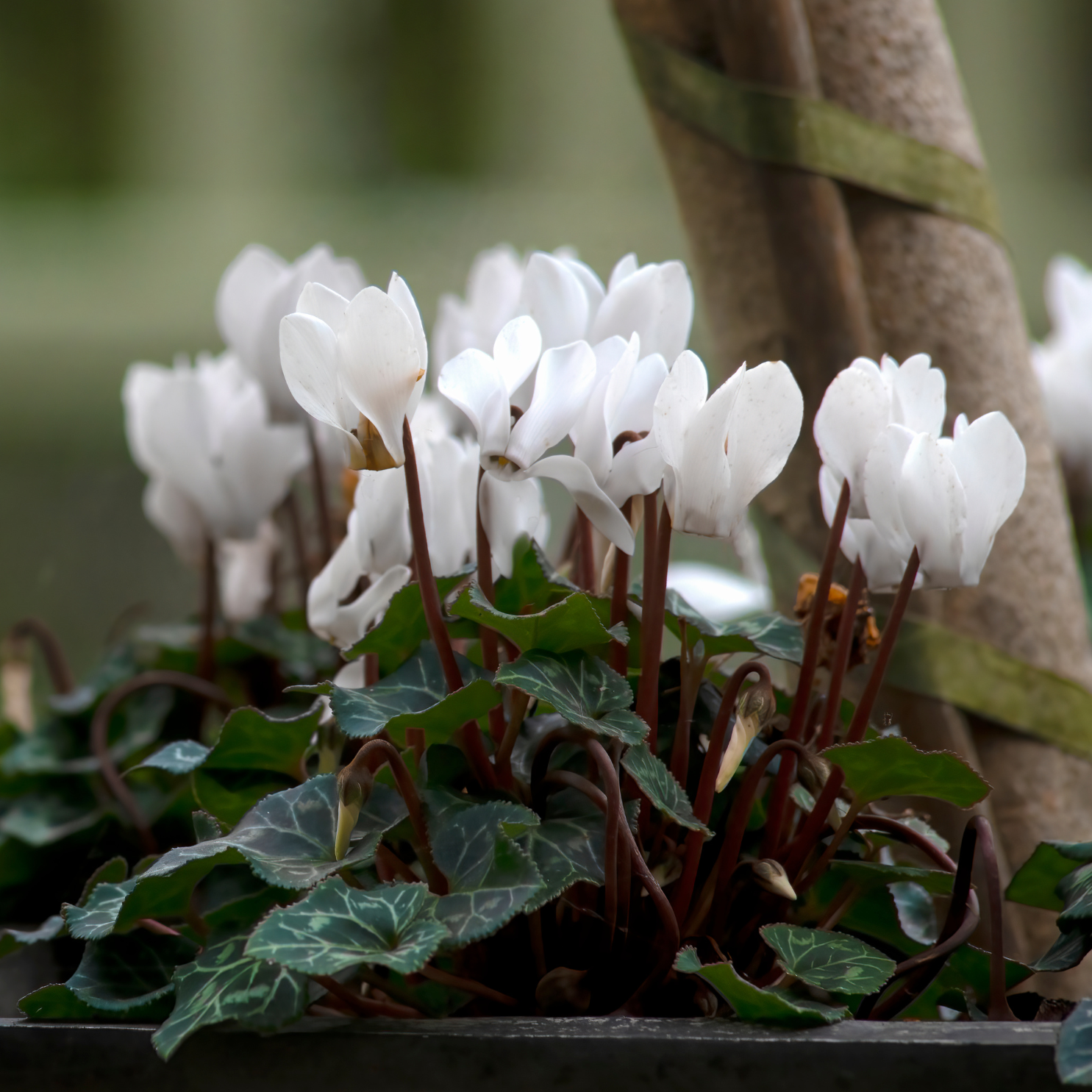 Cyclamen