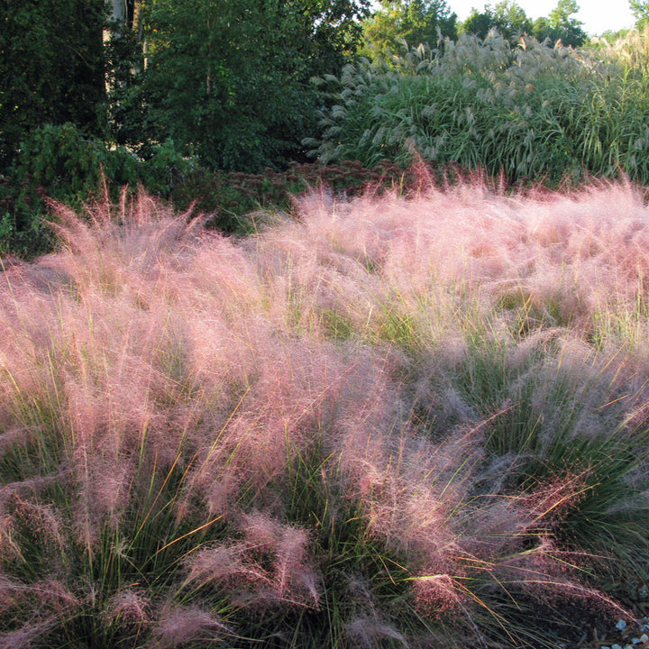 ‘Ruby’ Muhly Grass