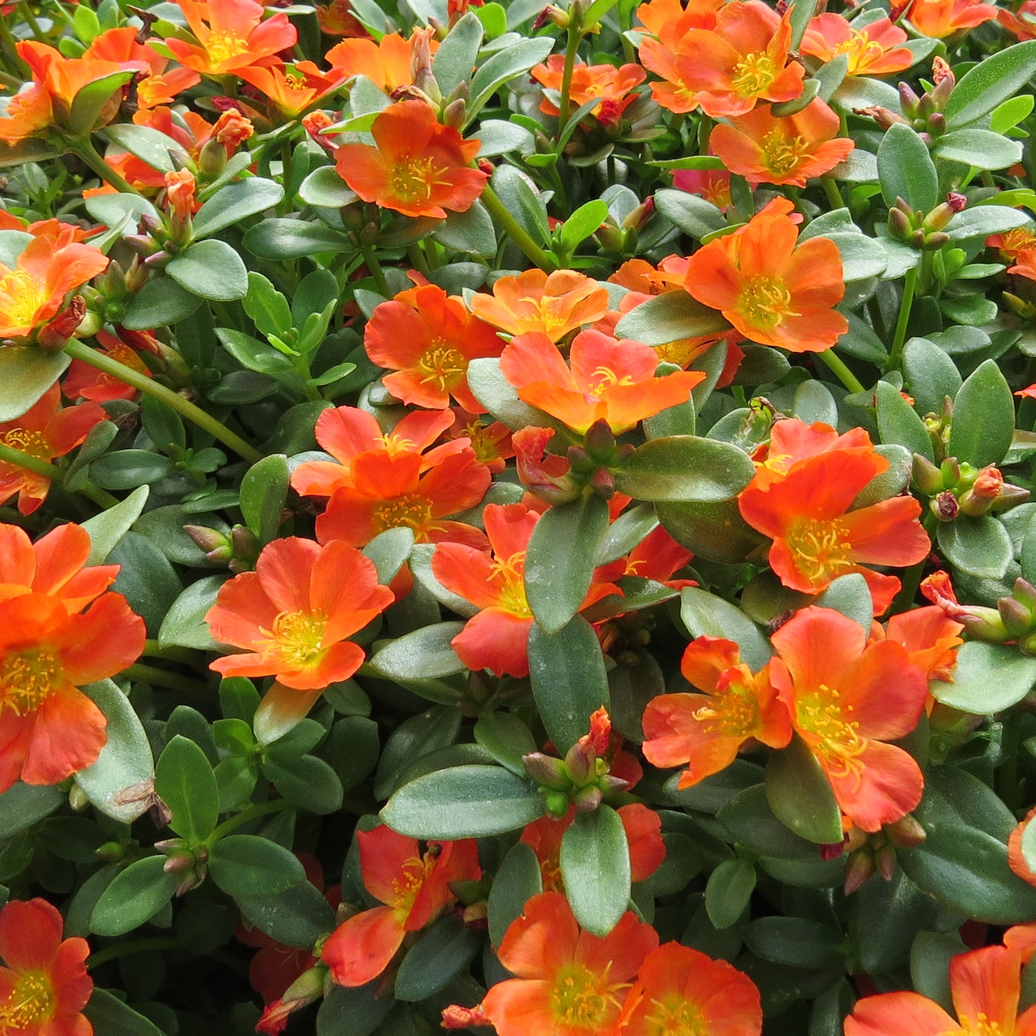 Portulaca Mojave® Tangerine