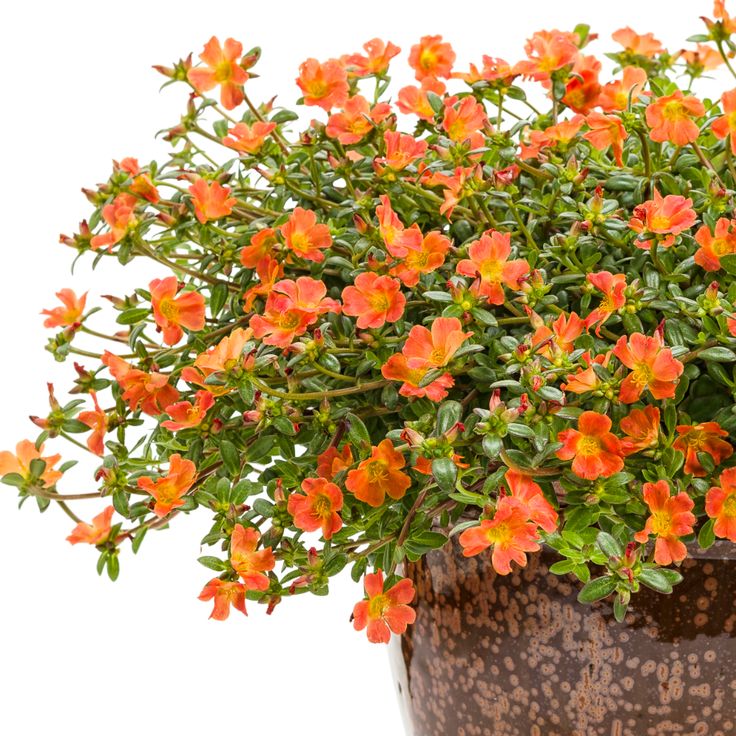 Portulaca Mojave® Tangerine