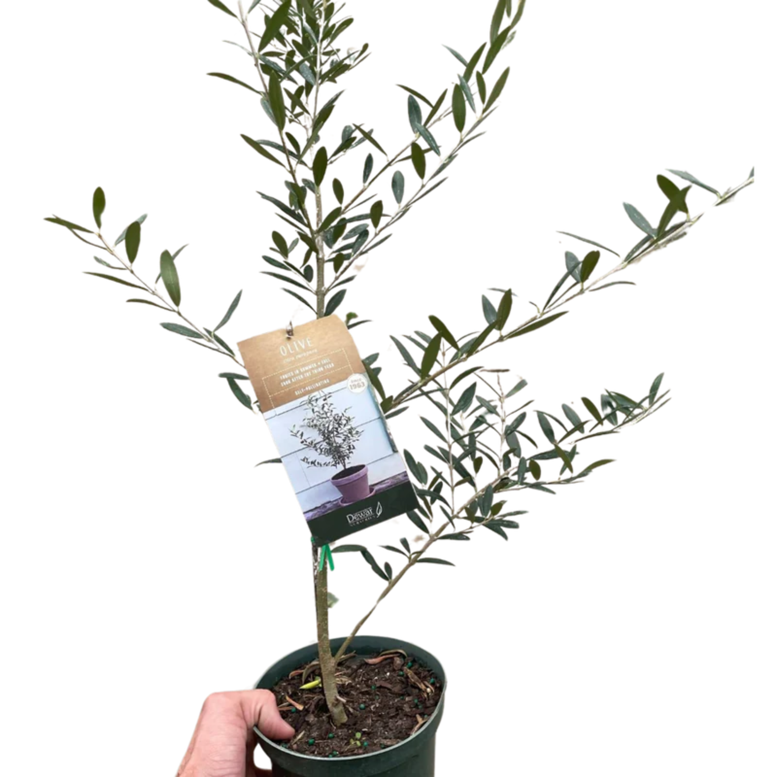 OLIVE Plant Quart