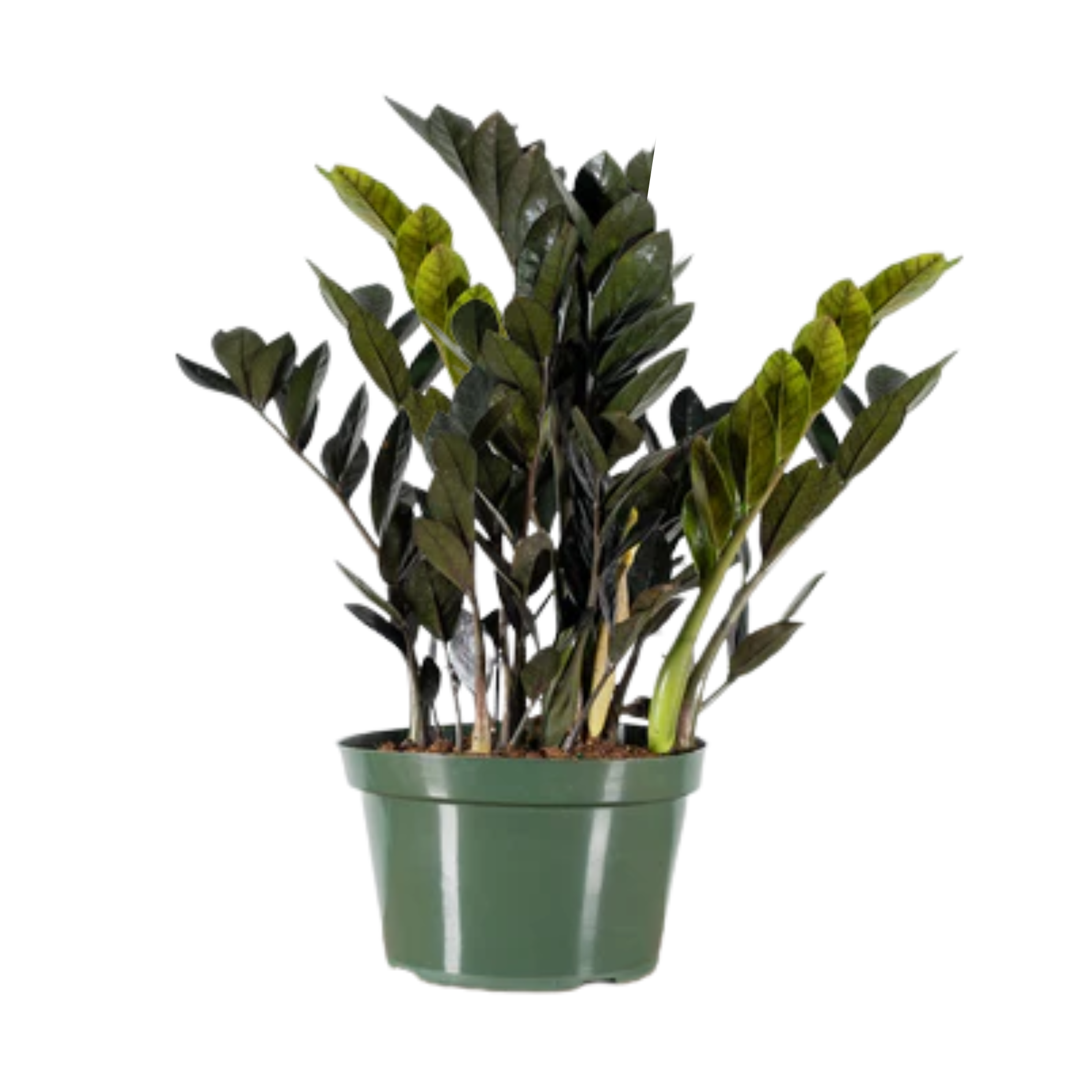 ZZ PLANT Black 5”