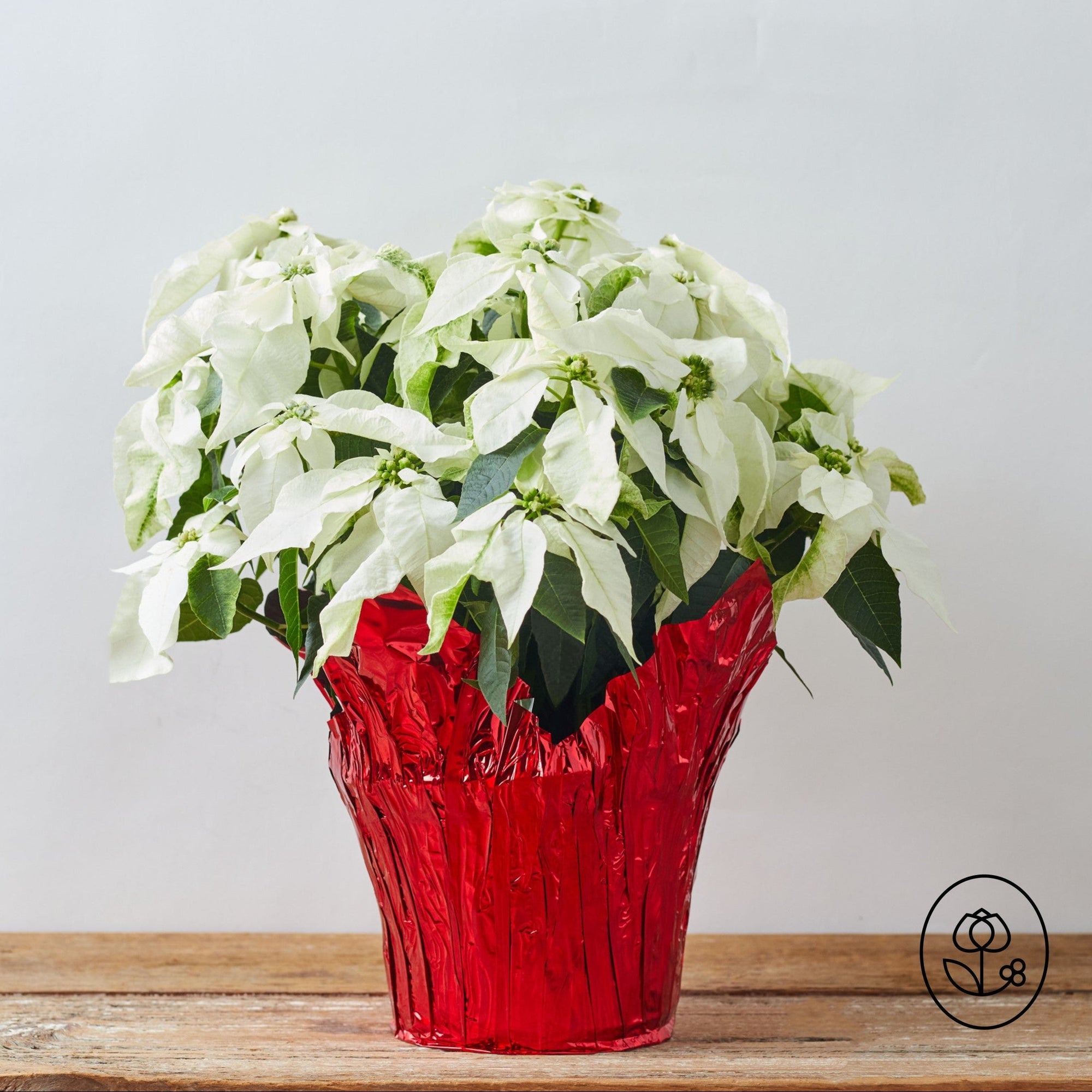 6.5" Poinsettia 'Pure White'