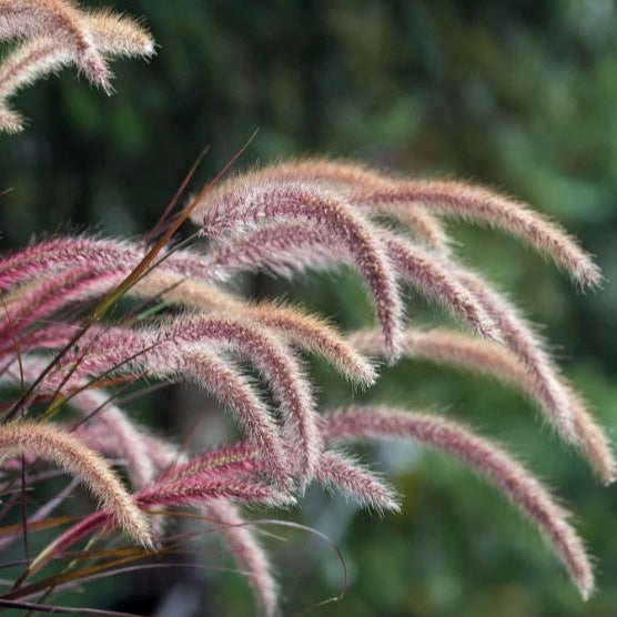 PW® Graceful Grasses® Purple Fountain Grass