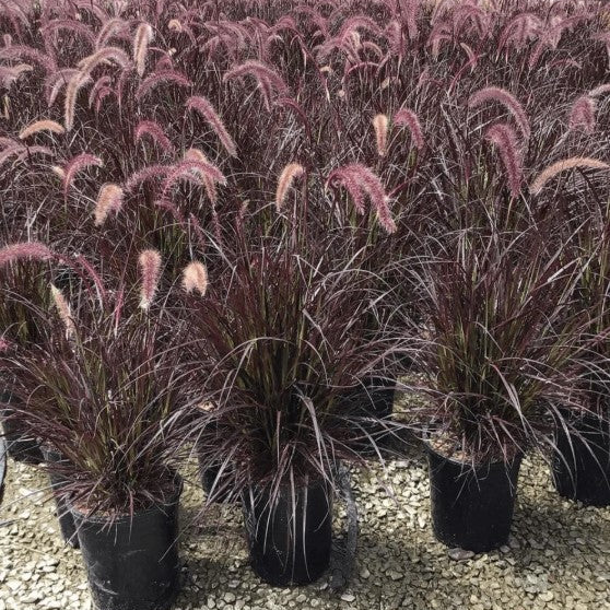 PW® Graceful Grasses® Purple Fountain Grass