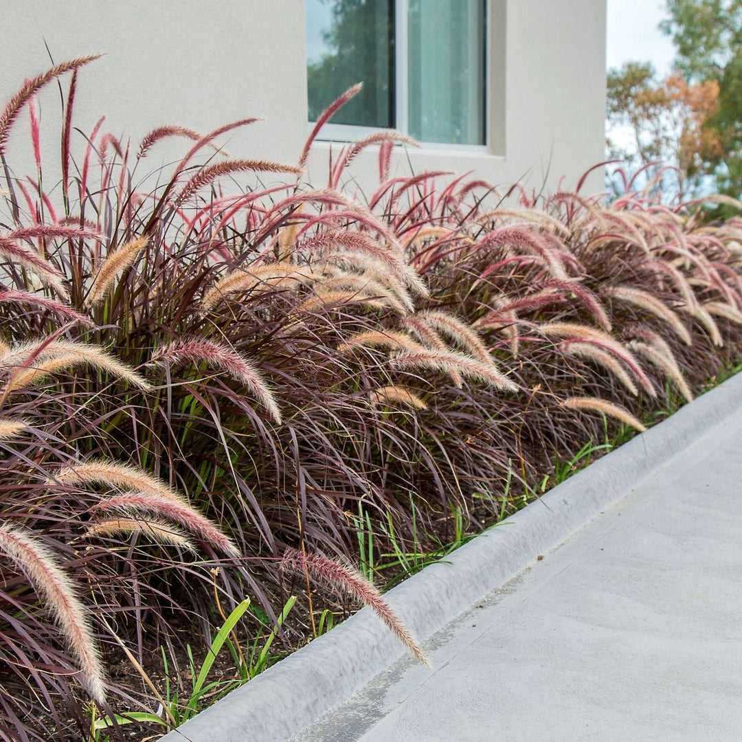 PW® Graceful Grasses® Purple Fountain Grass