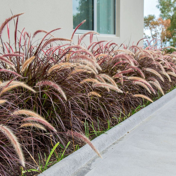 PW® Graceful Grasses® Purple Fountain Grass