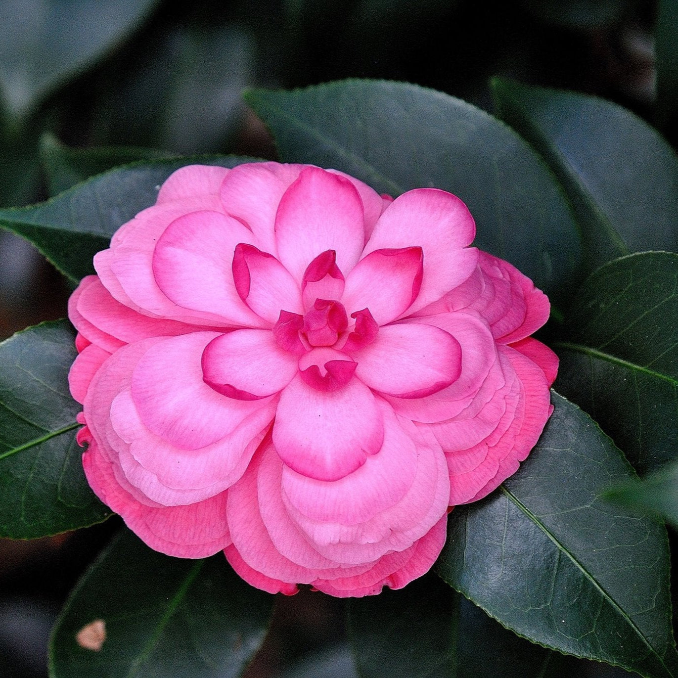 Close-up of a pink flower with green leaves