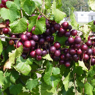Bunches of dark purple grapes on a vine with green leaves.