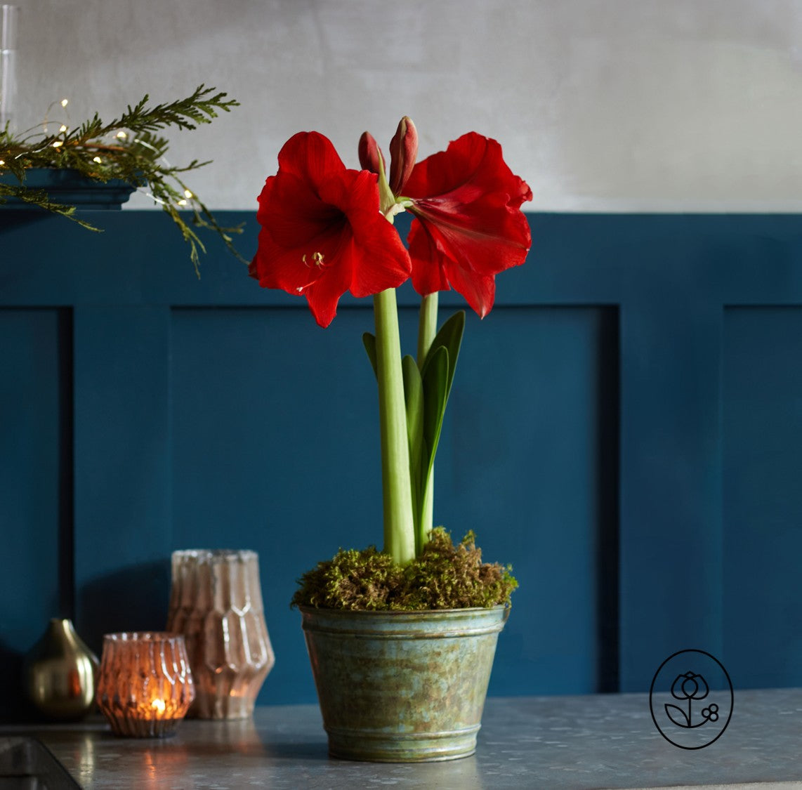 Red flowers in a pot on a table with a blue wall and decorative items in the background
