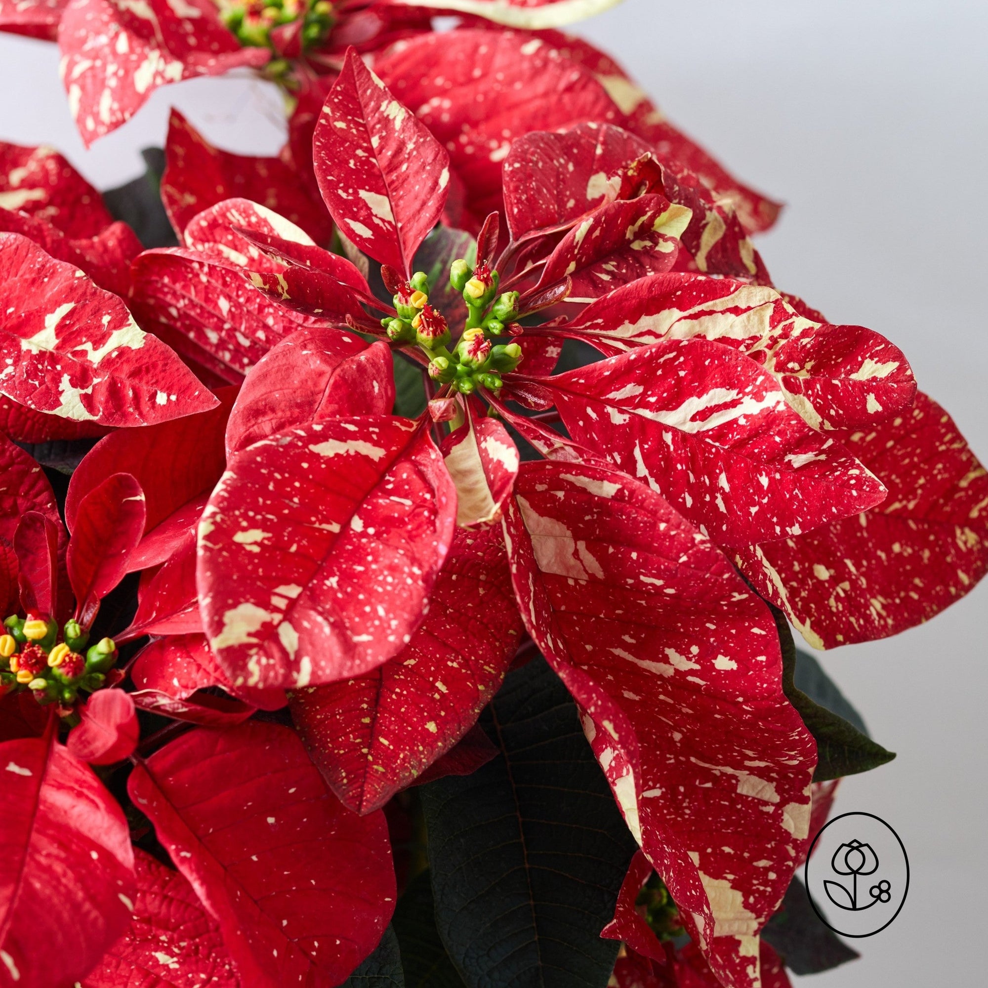 6.5" Poinsettia 'Red Glitter'