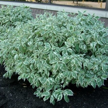 Red Twig Dogwood 'Elegantissima'