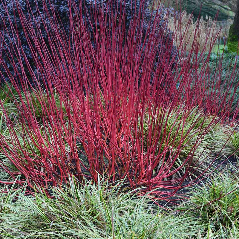 Red Twig Dogwood 'Elegantissima'