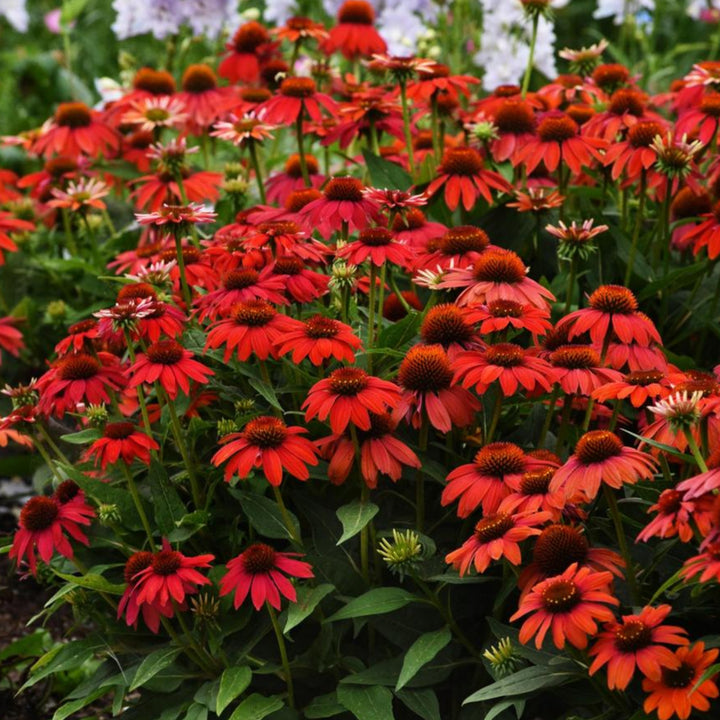 Echinacea Artisan™ Red Ombre